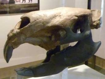 Палеонтологи нашли гигантскую древнюю "слономышь" весом в тонну